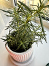 花翁盆栽可食用百里香香草植物香料 大盆迷迭香（浪琴瓷盆）源頭直發(fā) 曬單實(shí)拍圖