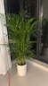 愛(ài)優(yōu)尚散尾葵植物盆栽客廳大型綠植室內落地辦公室好養鳳尾竹源頭直發(fā) 曬單實(shí)拍圖