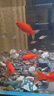 冷水鸚鵡魚(yú)招財魚(yú)血鸚鵡紅金魚(yú)冷水觀(guān)賞魚(yú)活體魚(yú)苗好養耐活發(fā)財魚(yú) 冷水血鸚鵡7條【10-12cm】 曬單實(shí)拍圖
