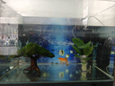 特價(jià)水草莫斯樹(shù)魚(yú)缸水族箱魚(yú)缸造景淡水陰性草沉木造景植物真草 經(jīng)典莫斯樹(shù)【魚(yú)缸造景必備】 曬單實(shí)拍圖