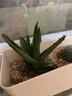 多肉植物仙人掌盆栽室內肉肉仙人球小盆栽開(kāi)花可愛(ài)桌面綠植 小蘆薈+玻璃盆+黃金砂+營(yíng)養土 含盆 曬單實(shí)拍圖