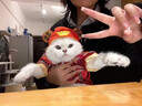阿莫爾貓咪衣服新年喜慶加絨唐裝美短金漸層幼貓寵物狗狗秋冬過(guò)年保暖 盤(pán)扣唐裝 XS 曬單實(shí)拍圖