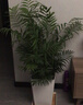 散尾葵綠植鳳尾竹盆栽袖珍椰子室內大型綠植四季常青富貴椰子植物 【80-100厘米11-12顆造型好][育苗盆 曬單實(shí)拍圖