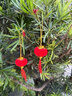 skingcond小紅燈籠掛飾2026馬年新年春節大門(mén)口植絨過(guò)年喜慶綠植裝飾品掛件 小燈籠（30個(gè)/包）適用各種綠植 3cm 曬單實(shí)拍圖