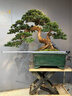 花e流迎客松羅漢松大型盆景飄枝造型老樁室內客廳綠植四季常青好養盆栽 【四季常青】精品羅漢松20-30cm（原盆栽好） 曬單實(shí)拍圖
