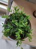 鉆石翡翠長(cháng)藤吊蘭盆栽室內植物垂吊凈化空氣四季常青好養花卉綠植 鉆石翡翠大盆原盆原土帶掛鉤 帶盆栽好發(fā)貨 曬單實(shí)拍圖
