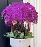 元族【2小時(shí)達】大蝴蝶蘭盆栽蘭花同城配送鮮花送父母長(cháng)輩禮物年宵花 【鴻運當頭】6株紫色蝴蝶蘭盆栽（花盆隨機） 曬單實(shí)拍圖