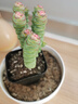 iosn錢(qián)串桌面小盆栽招財多肉植物辦公室內陽(yáng)臺防輻射綠植懶人花好養活 7-10頭招財彩錢(qián)串錦（塑料盆） 曬單實(shí)拍圖