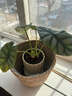 京云夢(mèng)白犀牛竹芋小盆栽北歐綠植辦公室除甲醛四季好養提拉米蘇源頭直發(fā) 曬單實(shí)拍圖