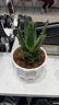 藍桂圓不夜城蘆薈盆栽 室內桌面綠植多肉 好養易活吸甲醛加侖盆源頭直發(fā) 曬單實(shí)拍圖