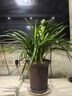 劉閣蘭花蘭花苗盆栽夏帶花苞發(fā)貨名貴花卉 金秋歲月四季開(kāi)花綠植室內香蘭 富山奇蝶3苗 帶盆土肥 曬單實(shí)拍圖