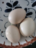 云依禾農莊 散養雞蛋新鮮現撿土雞蛋谷物蟲(chóng)草柴雞蛋笨雞蛋生鮮 【鮮雞蛋】40枚 曬單實(shí)拍圖