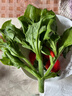 【送沙拉醬】新鮮冰草冰菜沙拉菜火鍋即食生吃生菜送沙拉醬西餐廳 新鮮冰草3斤 曬單實(shí)拍圖