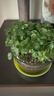 銅錢(qián)草水培植物大葉水栽魚(yú)缸水養綠植金錢(qián)草小水草客廳室內外花卉 銅錢(qián)草盆栽（2盆） 曬單實(shí)拍圖