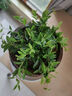 鉆石翡翠長(cháng)藤吊蘭盆栽室內植物垂吊凈化空氣四季常青好養花卉綠植 鉆石翡翠大盆原盆原土帶掛鉤 帶盆栽好發(fā)貨 曬單實(shí)拍圖