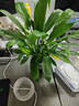 手耕田盆栽懶人好養綠植組合辦公室內水培小盆栽花卉凈化空氣植物綠蘿 特級白掌吸水盆+肥料 曬單實(shí)拍圖