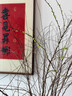 藍桂圓雪柳鮮枝 干枝水培開(kāi)花 內客廳插花好養易活70-80CM20枝源頭直發(fā) 曬單實(shí)拍圖