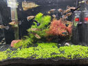 瘋狂水草魚(yú)缸造景擺件莫斯植物爬地矮珍珠日本趴地增氧高珍珠水草 （新手濃密草坪）爬地矮珍5片（約8*8cm） 曬單實(shí)拍圖