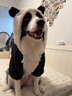 邊牧狗狗衣服熊貓中大型犬拉布拉多冬季薩摩耶服裝寵物大狗秋冬裝 可愛(ài)熊貓裝 7XL【建議體重60-75斤 參考胸圍背長(cháng)】 曬單實(shí)拍圖