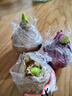 風(fēng)信子種球水培室內外水養花卉四季盆栽植物土培套裝進(jìn)口大花種子 風(fēng)信子種球1個(gè)【白色不含花瓶】【周長(cháng)15厘米】 其他 曬單實(shí)拍圖