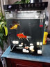 京東京造智能生態(tài)魚(yú)缸PRO家用客廳免換水自循環(huán)投喂過(guò)濾一體桌面小魚(yú)缸黑 曬單實(shí)拍圖