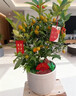 佳賀（JIAHE）年桔金桔樹(shù)盆栽可食用帶果年宵花四季樹(shù)苗客廳室內外驅蚊綠植物 青果大苗 花瓣盆40cm 曬單實(shí)拍圖