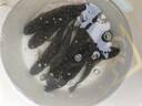 大草魚(yú)苗淡水養殖半斤一斤20厘米活體皖魚(yú)螺螄青魚(yú)苗可食用觀(guān)賞冷水魚(yú)小魚(yú)苗特大草魚(yú)魚(yú)苗批發(fā) 優(yōu)質(zhì)草魚(yú)苗 15條20-25厘米(加1條防損) 曬單實(shí)拍圖
