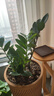 金錢(qián)樹(shù)盆栽錢(qián)串子大棵耐旱植物室內客廳辦公室綠植凈化空氣招財樹(shù) 金錢(qián)樹(shù)25-35厘米【7-8顆】 曬單實(shí)拍圖