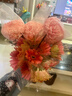 牡丹菊鮮花吸色菊花云南鮮花直發(fā)居家插花水養花束節日惦念花束 染色牡丹菊淺粉色3枝 曬單實(shí)拍圖