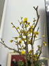 花翁臘梅盆栽室外花卉庭院耐寒植物 素心臘梅老樁（3-4cm粗）源頭直發(fā) 曬單實(shí)拍圖