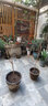 傾顏?zhàn)咸倩ㄅ捞倩柵_(tái)花盆栽攀援植物紫藤樹苗庭院藤本別墅綠化苗木 紫玉4年苗 曬單實(shí)拍圖