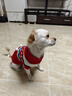 萌嘟星寵 貓咪狗狗衣服冬季比熊泰迪博美小型犬新年毛衣寵物保暖秋冬裝L號 曬單實(shí)拍圖