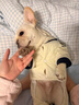 法斗冬裝西高地無(wú)靜電衣服巴哥冬季外出棉服冬裝加厚連體棉衣寵物 白色獅子四腳衣-法斗 2XL胸圍68建議30斤左右 曬單實(shí)拍圖
