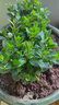盆栽可食用新鮮薄荷葉盆栽清涼茶可做冷飲的香草室內好養植物 小盆薄荷(此選項不含盆) 含盆 曬單實(shí)拍圖