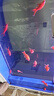 耐寒冷水血鸚鵡招財好養觀(guān)賞魚(yú)黑眼葡萄眼金魚(yú)魚(yú)苗淡水魚(yú) 冷水鸚鵡10-12cm7條 曬單實(shí)拍圖