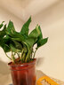 綠蘿盆栽室內植物新房家用吸除甲醛凈化空氣水培綠植花卉長(cháng)藤綠蘿 120#原盆自動(dòng)吸水【4盆】+2包肥 曬單實(shí)拍圖