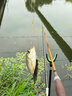 光威（GW）無(wú)法一本鯽本調魚(yú)竿輕細硬臺釣竿碳素手竿釣魚(yú)竿 3.9m 曬單實(shí)拍圖