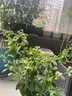 呆果丁藍莓樹(shù)果苗盆栽帶花帶果發(fā)貨特大號L25陽(yáng)臺當年結果南北方果樹(shù)苗 【帶花發(fā)貨 帶盆栽好】L25藍莓丨5年苗1.5加侖 曬單實(shí)拍圖