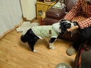 狗狗衣服中型大型犬秋冬裝金毛拉布拉多薩摩大狗保暖 412 綠方塊格皮標FS XXL(胸圍55cm15-20斤) 曬單實(shí)拍圖