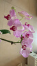 年宵花春節蝴蝶蘭盆栽花苗桌面裝飾花卉植物四季好養綠植過(guò)年貨 粉色系蝴蝶蘭-裸苗（帶花苞+半開(kāi)放） 曬單實(shí)拍圖