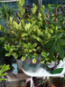 盆栽水培多肉植物室內花卉辦公老樁綠植凈化好養肉肉盆景 小金枝玉葉(叢生多枝)原盆 含盆 曬單實(shí)拍圖