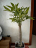 植男植女發(fā)財樹(shù)盆栽客廳室內好養大型落地綠植辦公室公司開(kāi)業(yè)喬遷源頭直發(fā) 曬單實(shí)拍圖