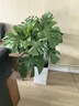 嘆為觀(guān)止大型植物發(fā)財樹(shù)各種大顆盆栽開(kāi)業(yè)喬遷客廳辦公室內好養大型花卉 龜背竹【1-1.2米】 含盆 曬單實(shí)拍圖