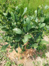 沙糖桔樹(shù)苗地栽盆栽南方北方種植橘子樹(shù)苗柑桔果樹(shù)果苗嫁接砂糖橘 5年精選壯苗當年結果【基地直銷(xiāo) 成活高】 曬單實(shí)拍圖