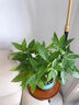 星舵辦公桌面綠植盆栽發(fā)財樹(shù)室內客廳奶油風(fēng)網(wǎng)紅盆景精致美觀(guān)四季好養 袖珍椰子+PVC白泡泡盆 曬單實(shí)拍圖