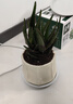 花翁盆栽室內凈化空氣花卉綠植物多肉 美人蘆薈（裙擺瓷盆）源頭直發(fā) 曬單實(shí)拍圖