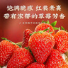 山姆大叔丹東草莓99紅顏【空運多地次日達】奶油新鮮甜大草莓當季水果禮盒 【金冠級 | 甜度天花板】巨無(wú)霸果王 單果50g+ 【手挑全紅果】5斤裝 | 老農嚴選 | 凈4.5斤 曬單實(shí)拍圖