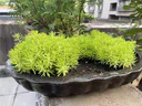 金葉佛甲草盆栽黃金萬(wàn)年草庭院屋頂綠化草皮多年生觀(guān)葉綠地被植物 姬巖垂草(1盤(pán))50*30cm 含托盤(pán) 曬單實(shí)拍圖