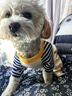 嬉皮狗（hipidog）狗狗包肚衣可愛(ài)家居服四腳衣中小型犬博美泰迪四季款小狗貓咪衣服 藏青色條紋（建議拍大一碼） XL（建議體重11-15斤） 曬單實(shí)拍圖