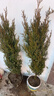 塔柏樹(shù)苗柏樹(shù)苗松柏蜀檜側柏圓柏松樹(shù)寶塔松龍柏苗四季青耐寒耐旱 精品塔柏【1-1.2米高】【帶土發(fā)貨】送肥料 曬單實(shí)拍圖